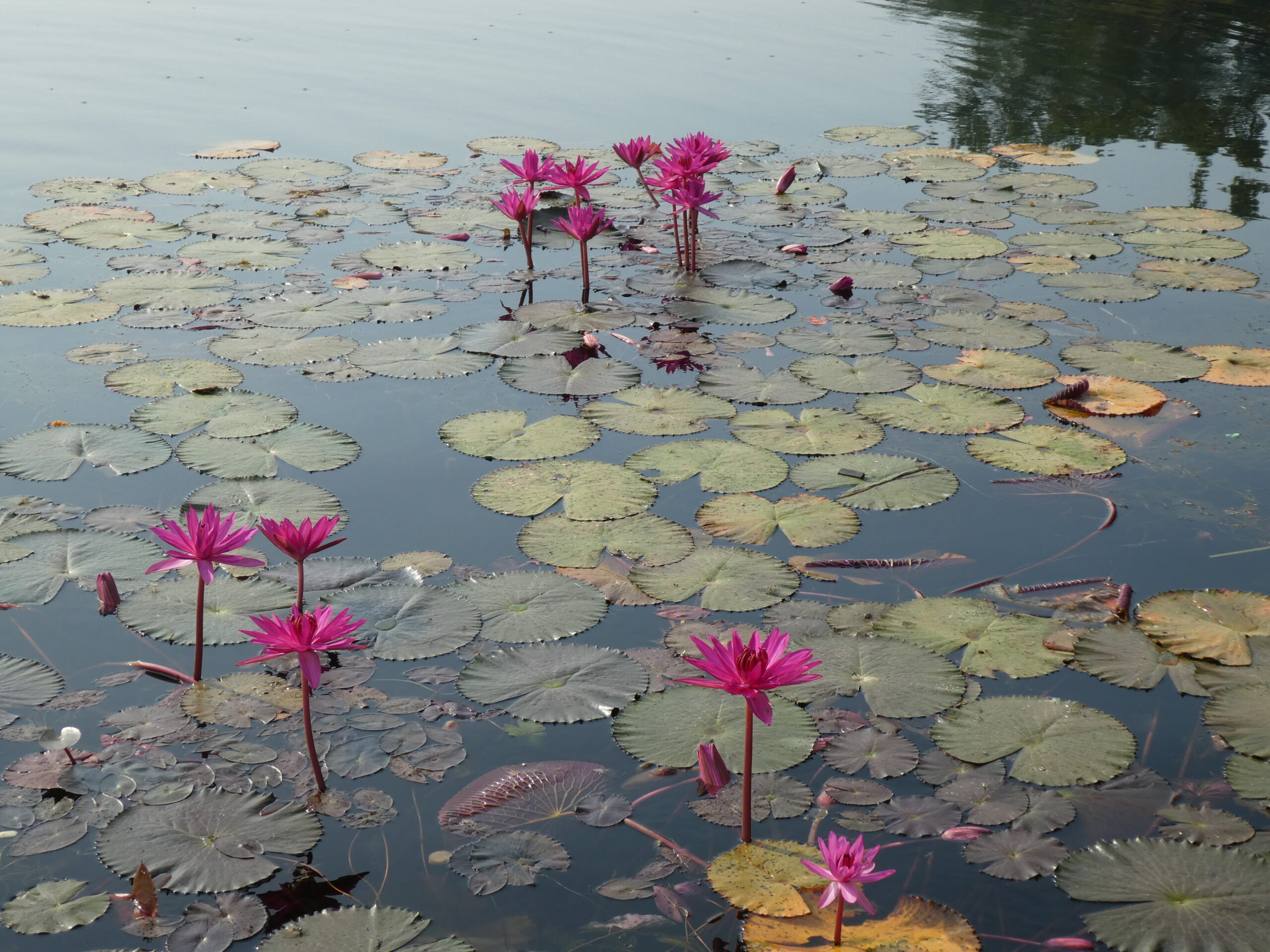 Lotusblueten am Wassergraben von Angkor Wat