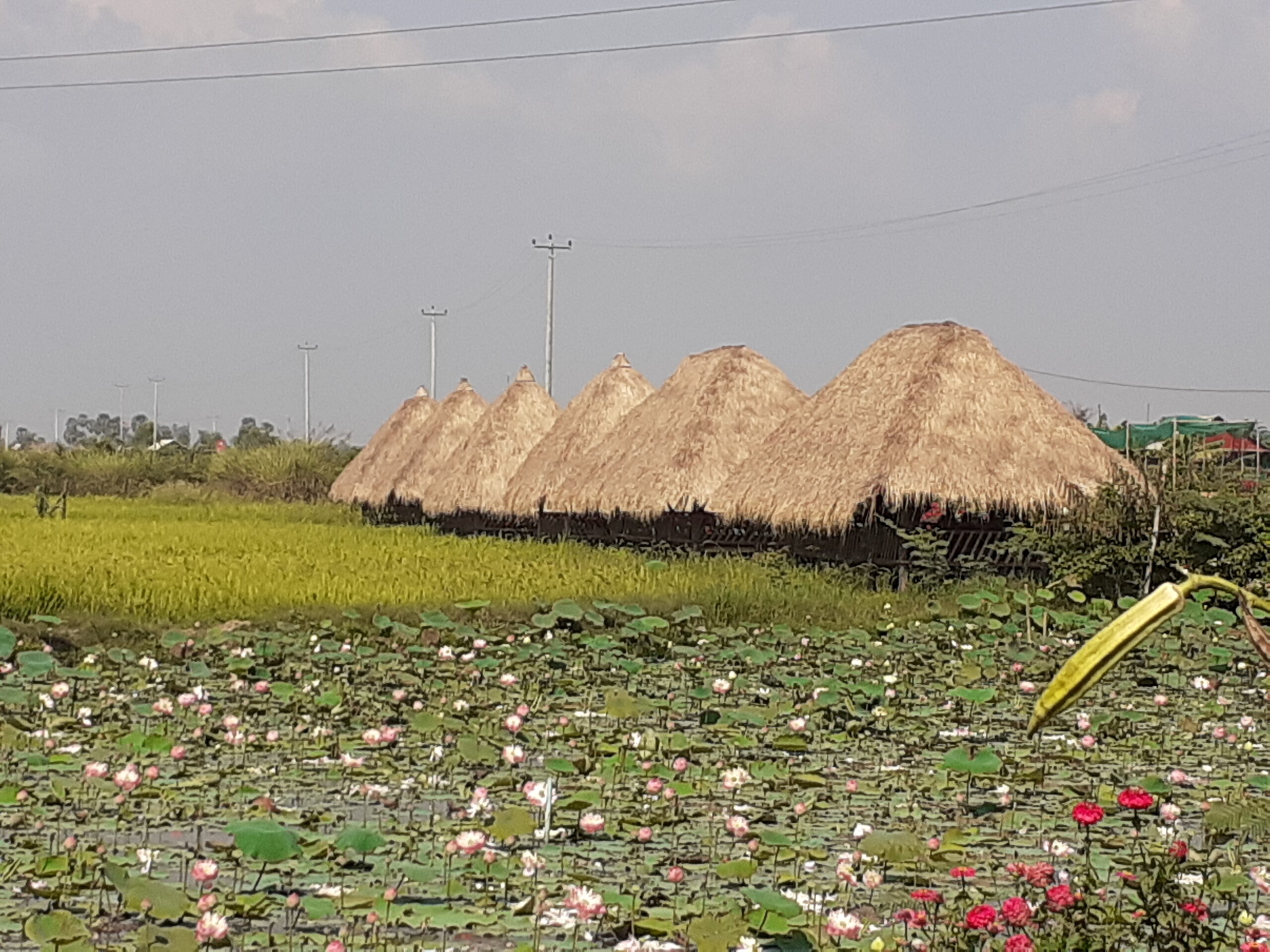 Lotusfeld und Huetten auf dem Weg zum Tonle Sap