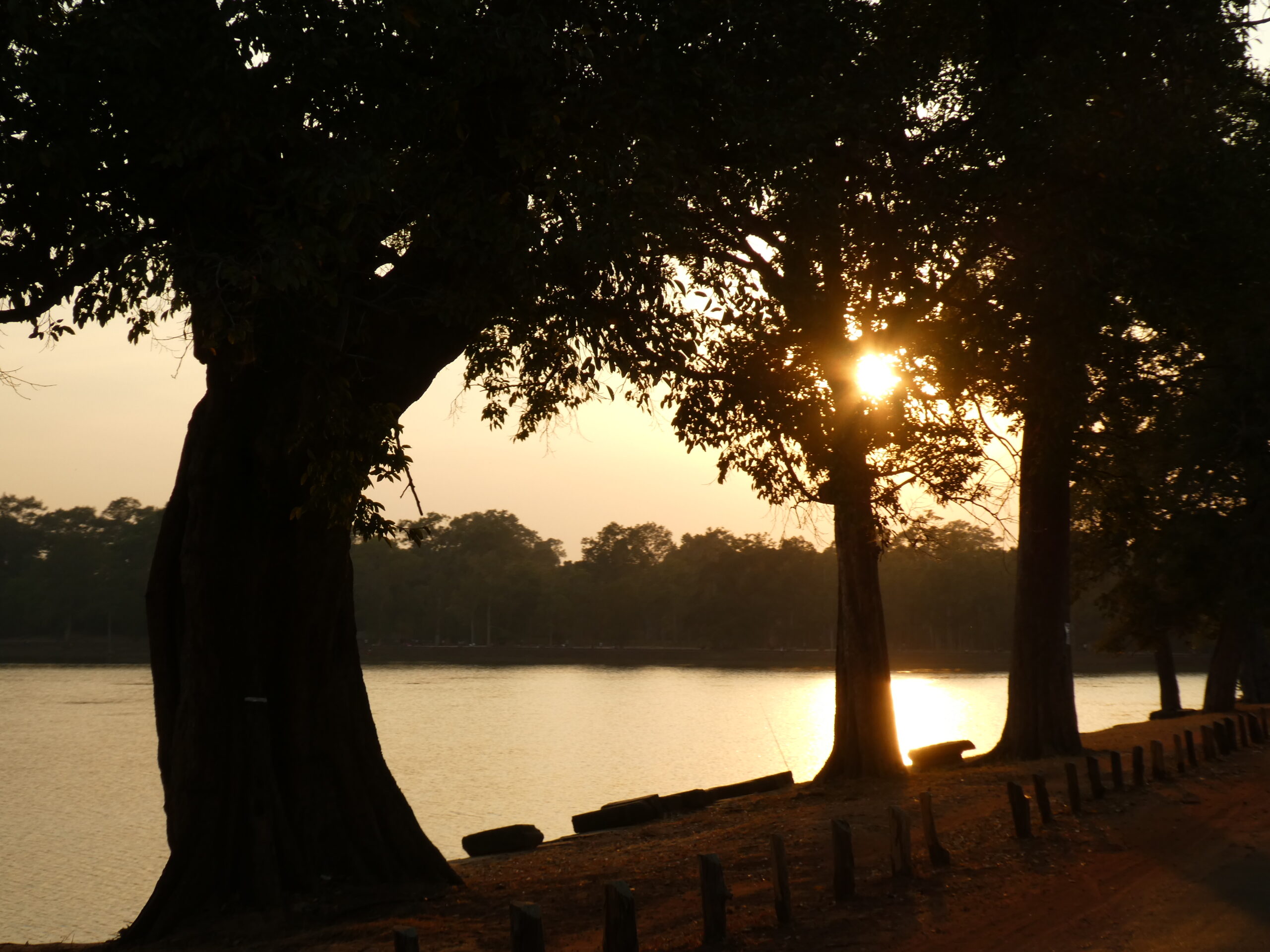 Sonnenuntergang mit Baumsilhouette auf dem Rueckweg nach Siem Reap