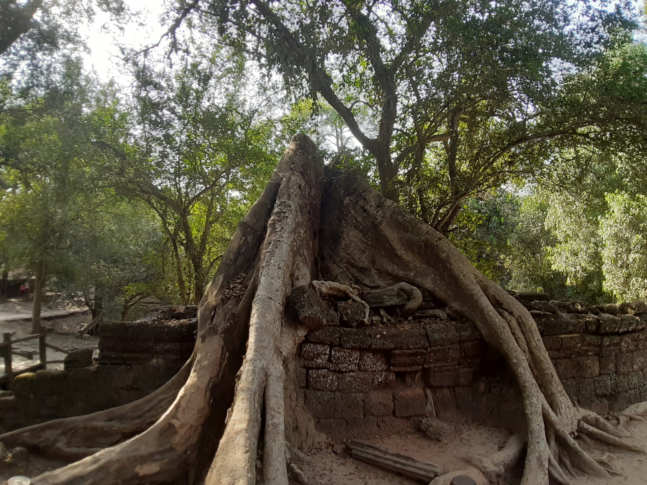 Baumwurzeln ueber einer Mauer in Ta Prohm