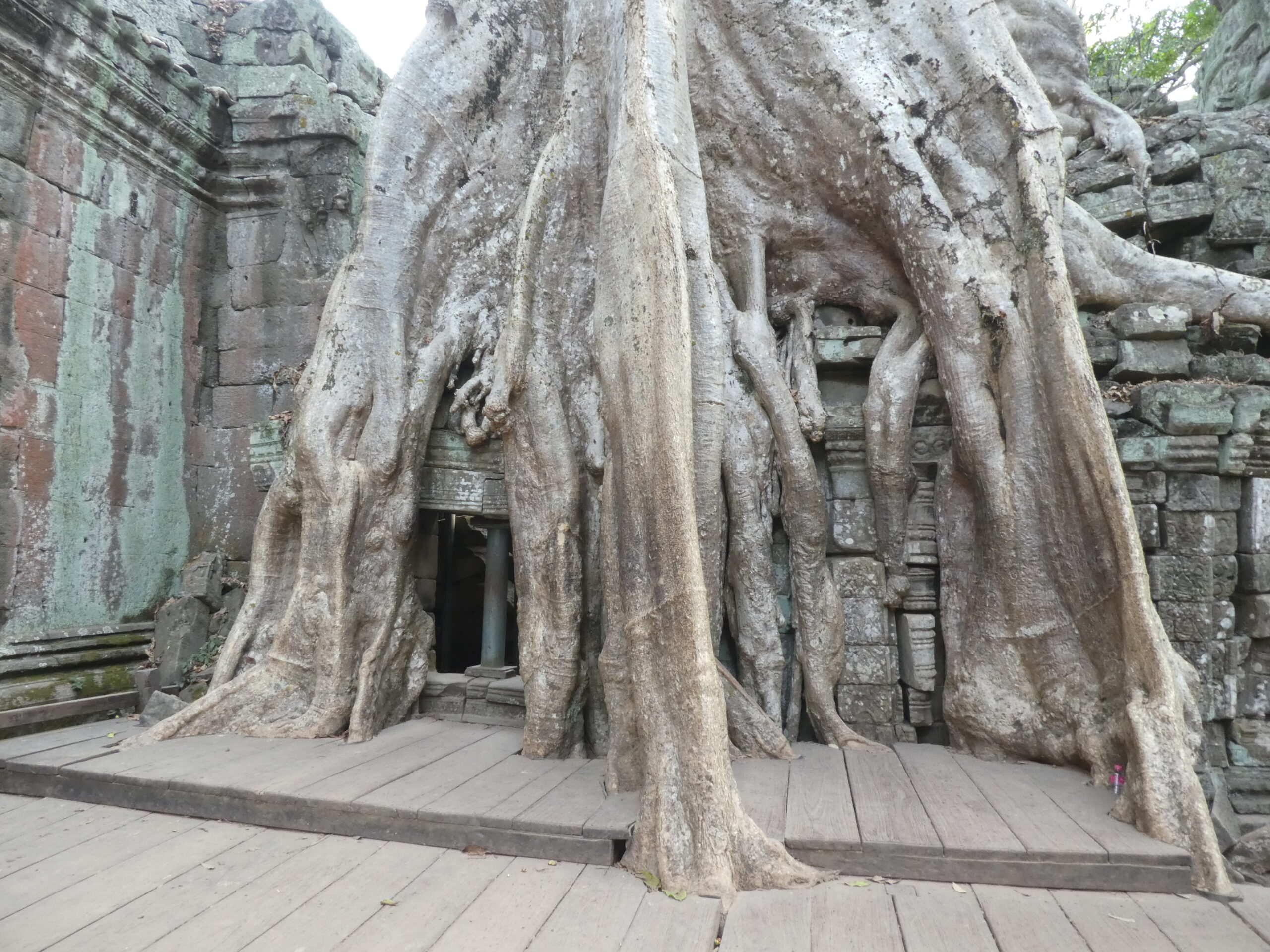 Ikonischer Wurzeltempel von Ta Prohm